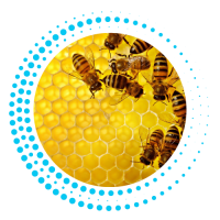 Bees in a honeycomb